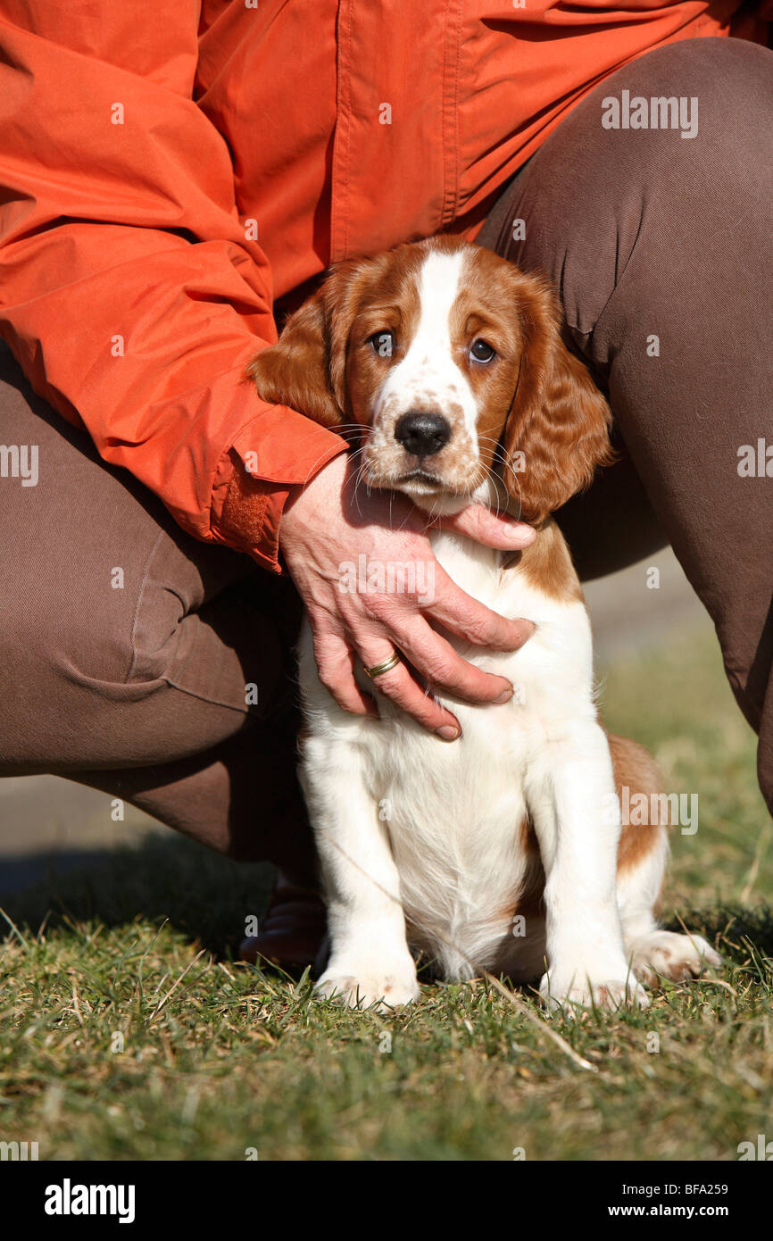 Welsh Springer Spaniel (Canis lupus f. familiaris), cucciolo seduto in un prato, il suo proprietario azienda hin, Germania Foto Stock