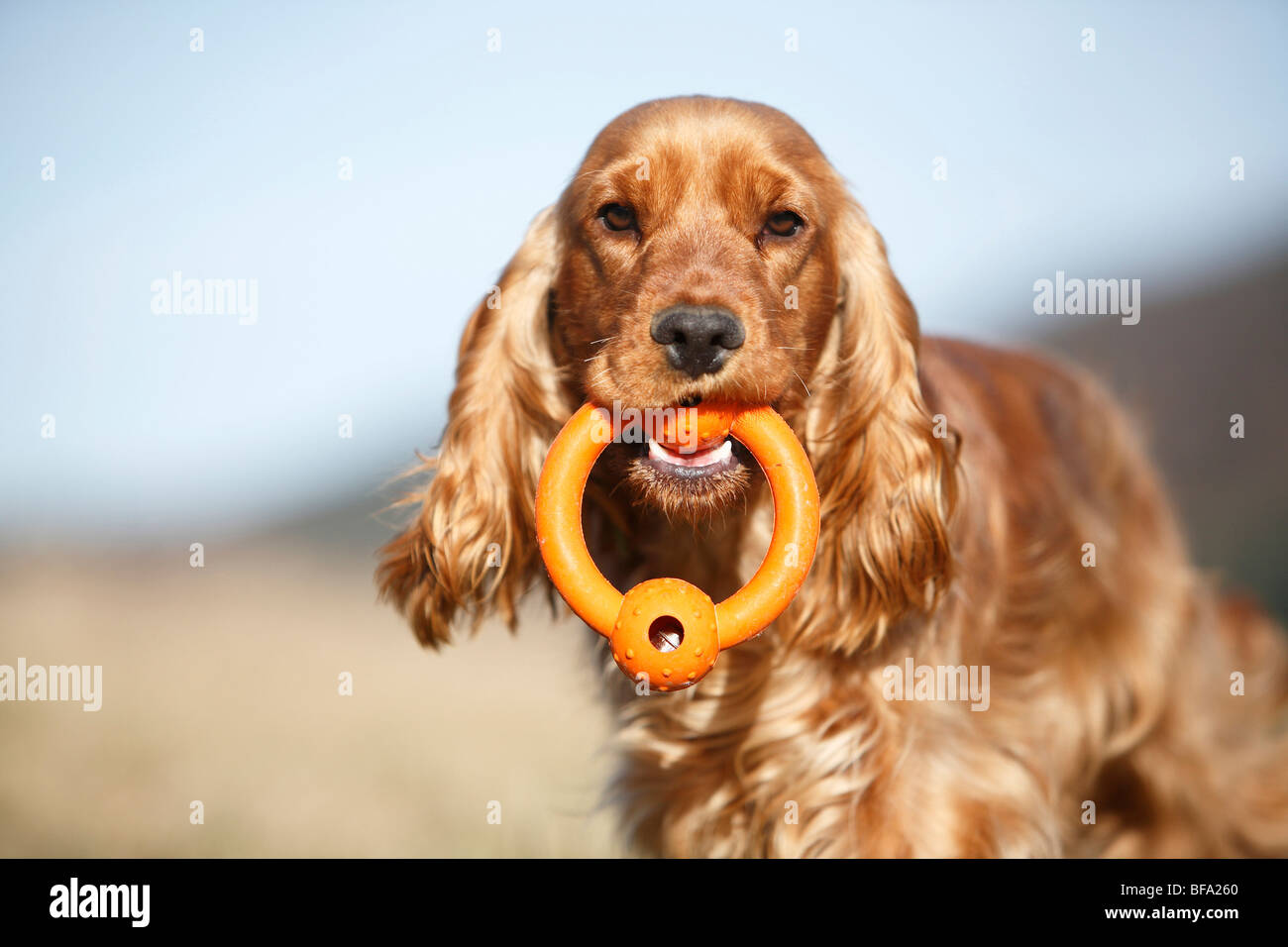 Welsh Springer Spaniel (Canis lupus f. familiaris), cucciolo con un giocattolo nella sua bocca, Germania Foto Stock