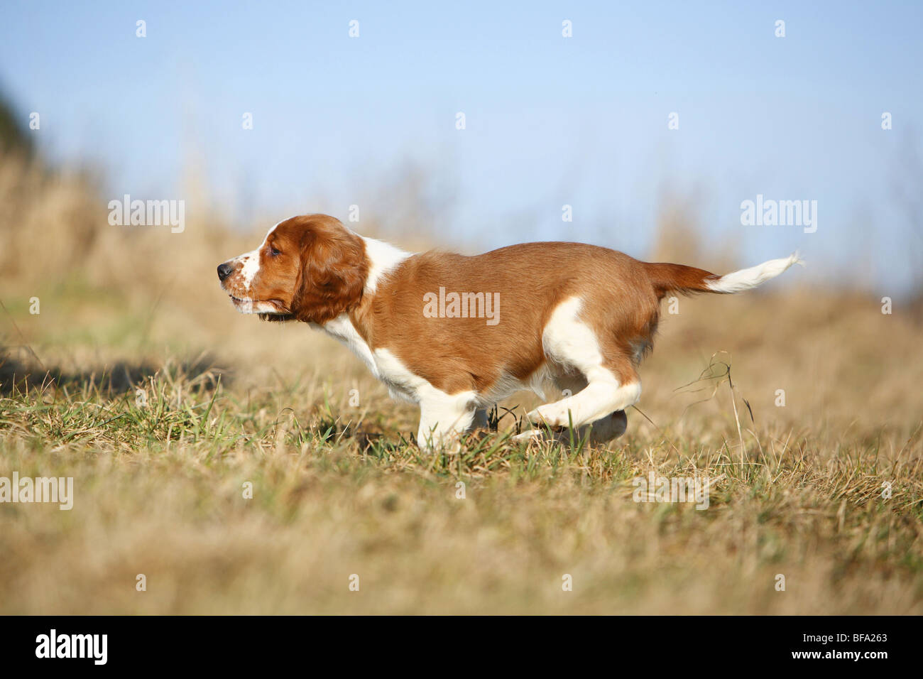 Welsh Springer Spaniel (Canis lupus f. familiaris), cucciolo in esecuzione su un prato, Germania Foto Stock