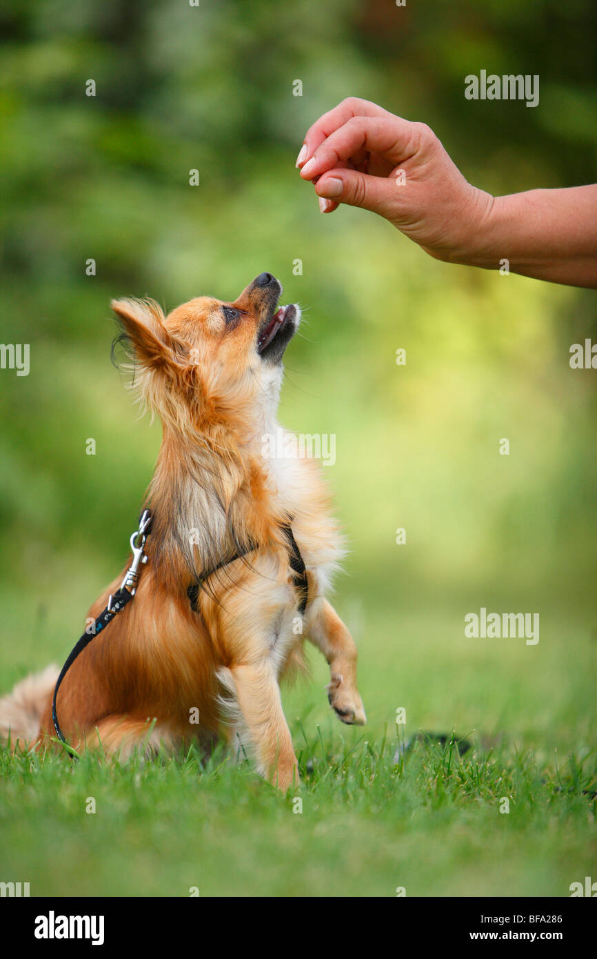 Chihuahua (Canis lupus f. familiaris), a mano con una caramella, cane è imparare la fine di sit, Germania Foto Stock