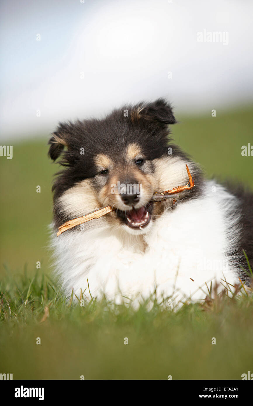 Collie ruvida (Canis lupus f. familiaris), cucciolo giacente in un prato masticare un bastone, Germania Foto Stock