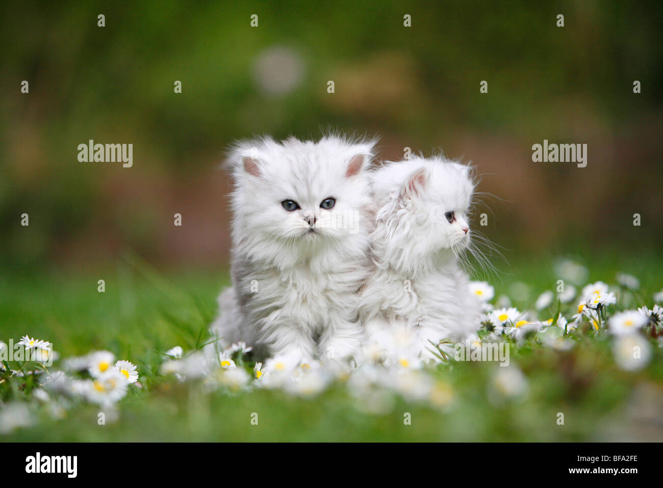 Due gattini seduti in un prato daisied appoggiato contro l'altra Foto Stock