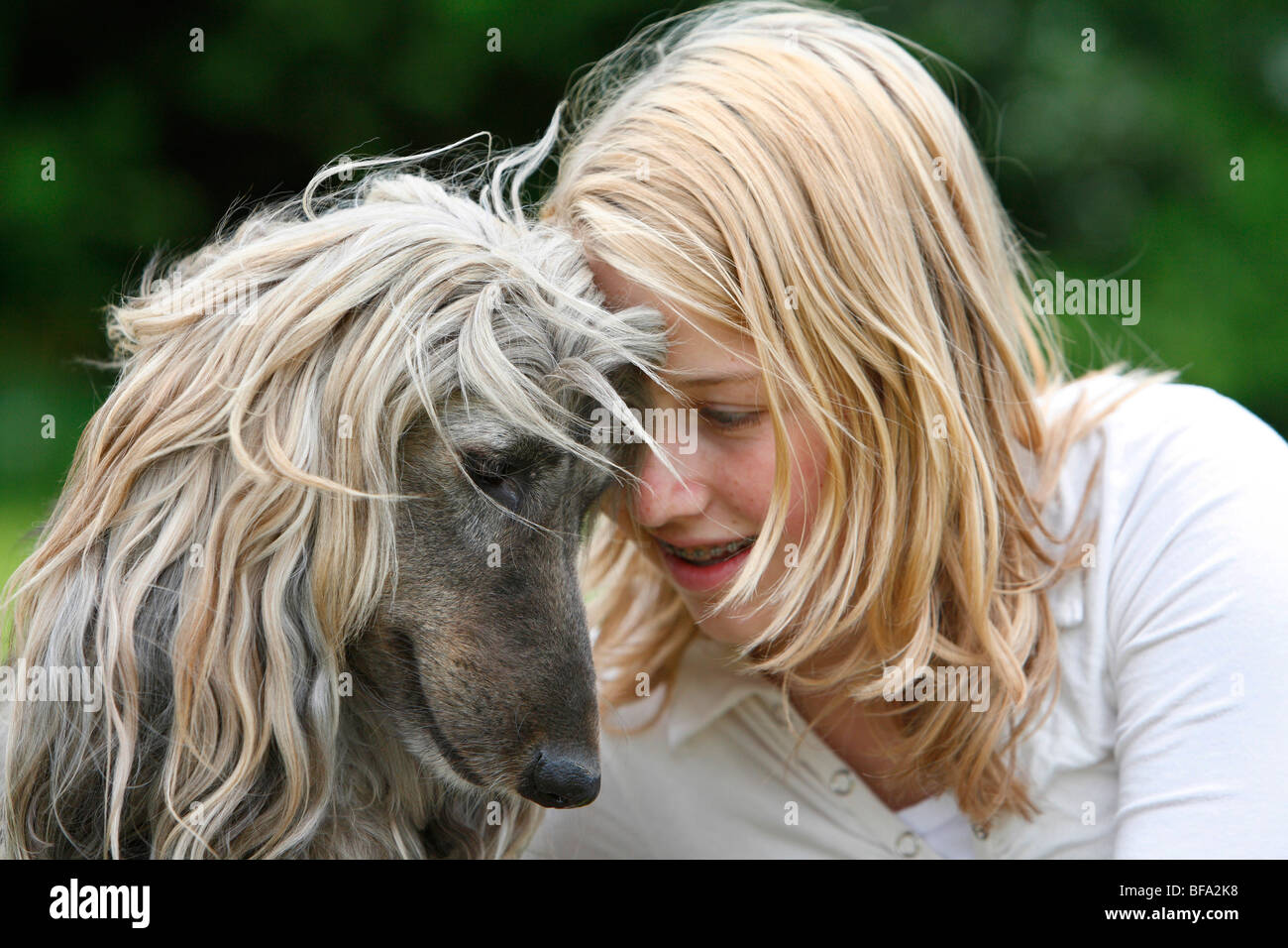 Afghanistan Hound, Levrieri Afghani (Canis lupus f. familiaris), ragazza affettuosamente appoggiato la sua fronte contro quella di un cane Foto Stock
