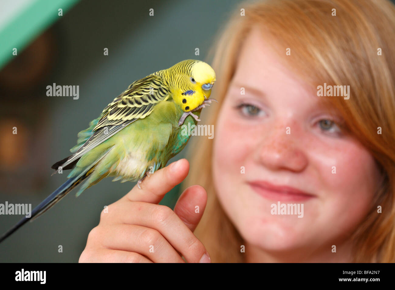 Budgerigar, budgie, parrocchetto (Melopsittacus undulatus), verde bird seduto su una giovane ragazza indice Foto Stock