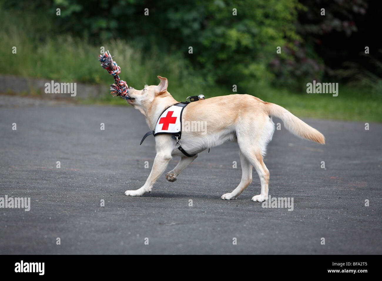 Il Labrador Retriever (Canis lupus f. familiaris), giocando con una cordicella mentre viene addestrato come un cane di salvataggio Foto Stock