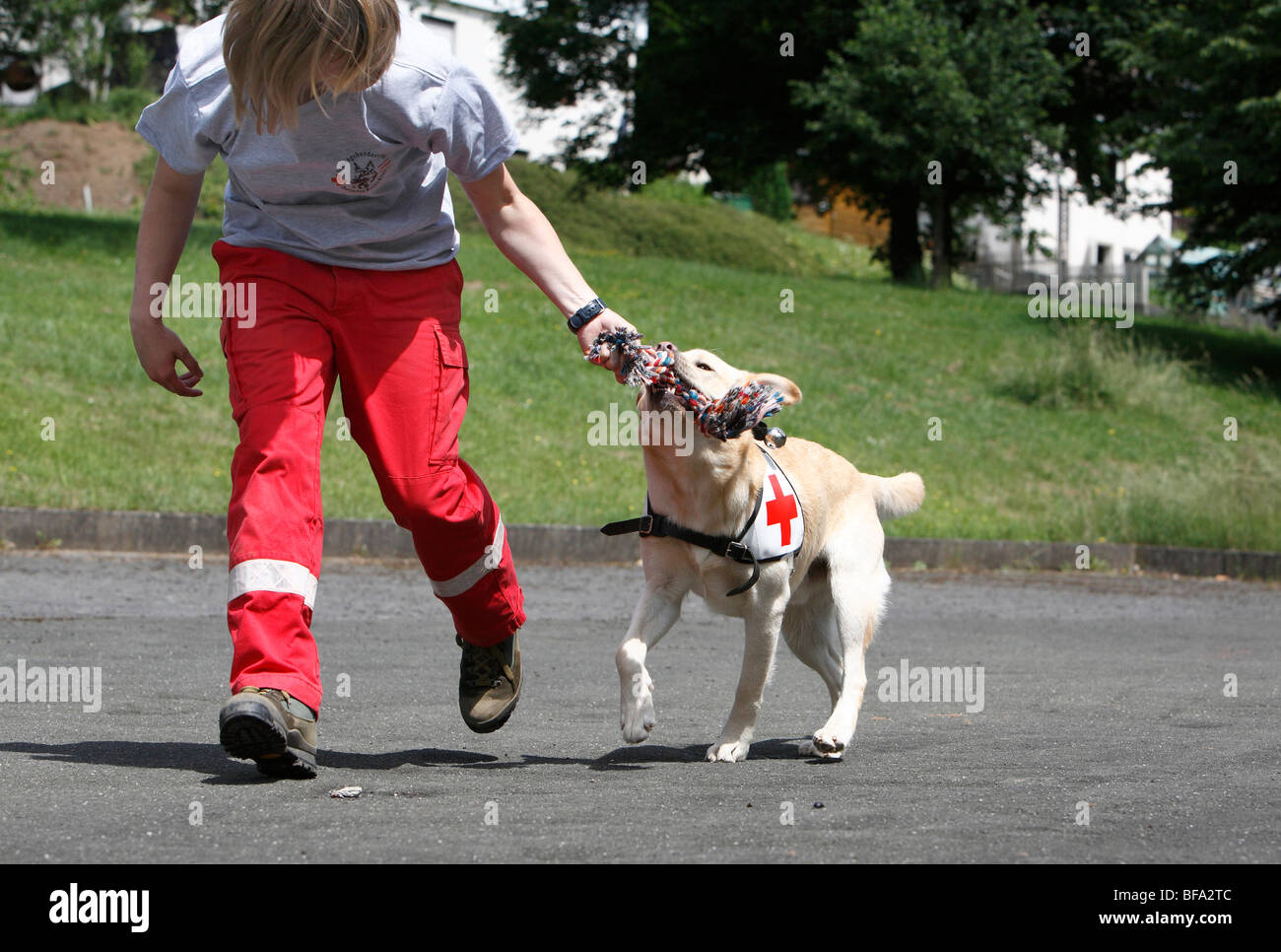 Il Labrador Retriever (Canis lupus f. familiaris), giocando con una cordicella pur essendo formati da una giovane donna come un cane di salvataggio Foto Stock