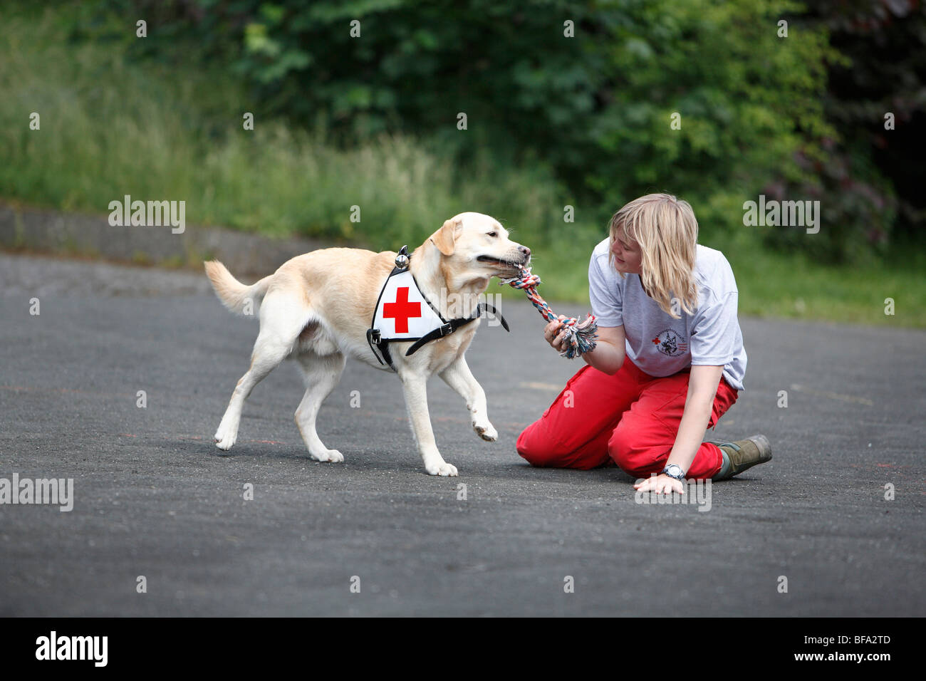 Il Labrador Retriever (Canis lupus f. familiaris), giocando con una cordicella pur essendo formati da una giovane donna come un cane di salvataggio Foto Stock
