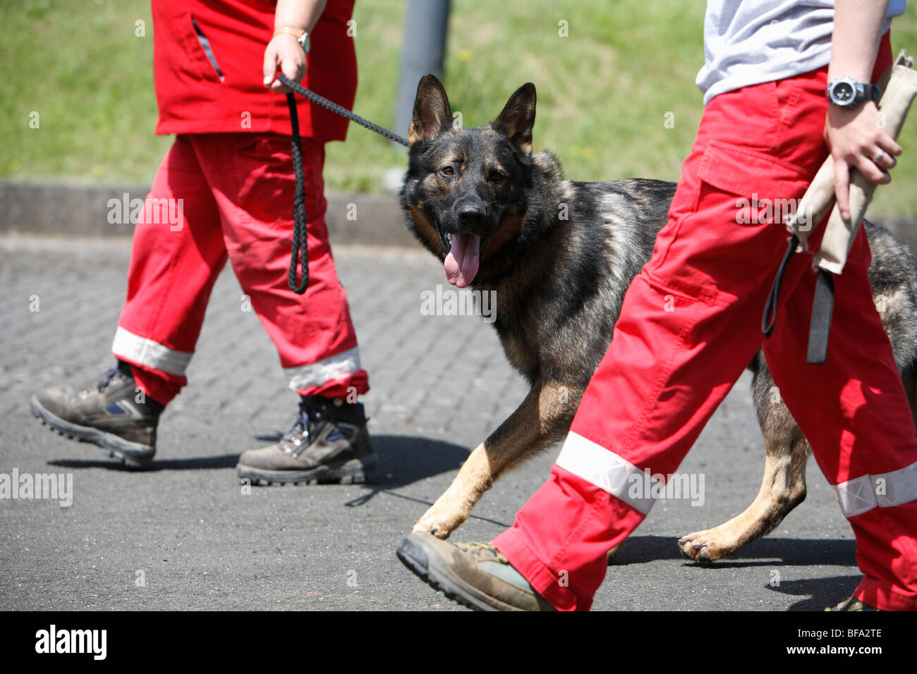Pastore Tedesco cane (Canis lupus f. familiaris), passeggiate al guinzaglio dopo la formazione come un cane di salvataggio Foto Stock