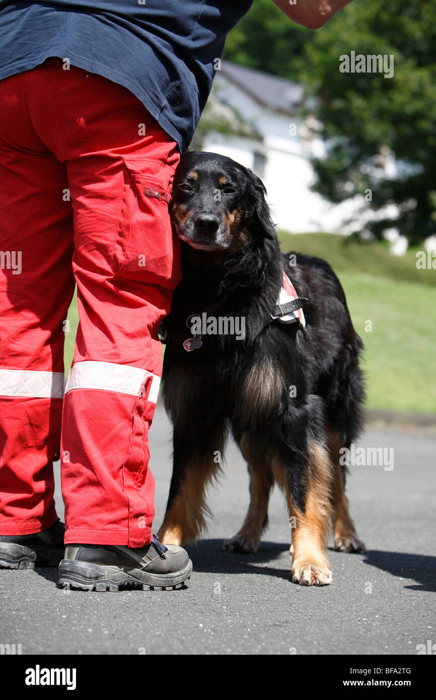 Hovawart (Canis lupus f. familiaris), poggiando la sua testa contro il trainer è la gamba durante la formazione di un cane di salvataggio Foto Stock