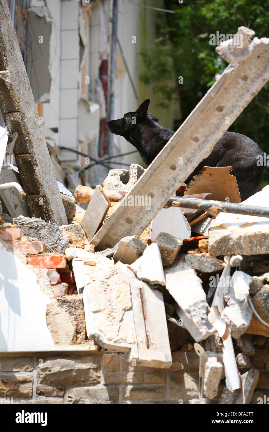 Razza cane (Canis lupus f. familiaris), un animale da un salvataggio unità cane alla ricerca di persone perse in un heap di constr Foto Stock
