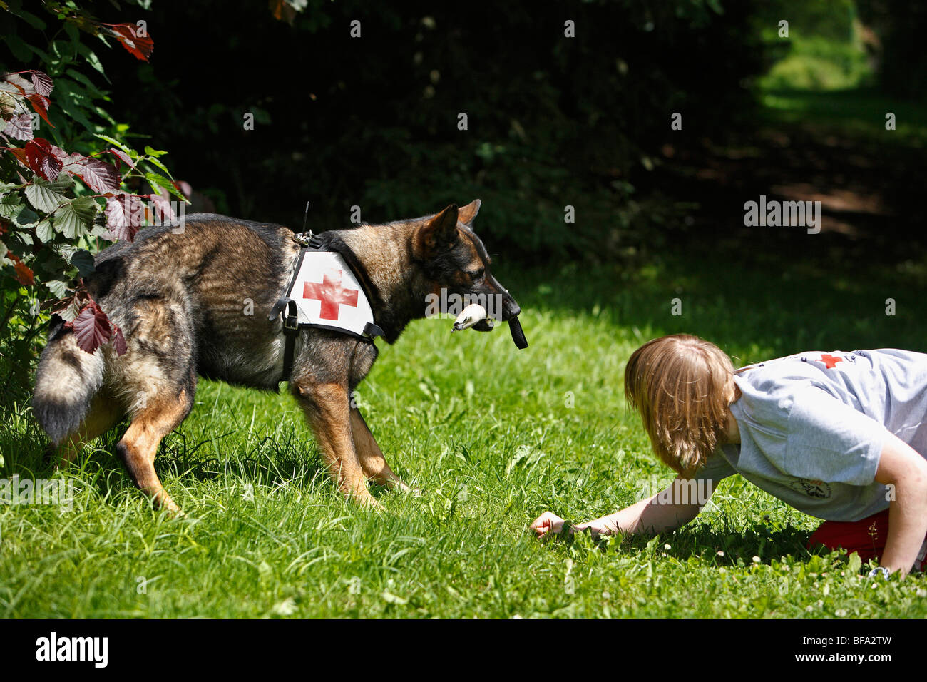 Pastore Tedesco cane (Canis lupus f. familiaris), essendo formati da una giovane donna come un cane di salvataggio Foto Stock