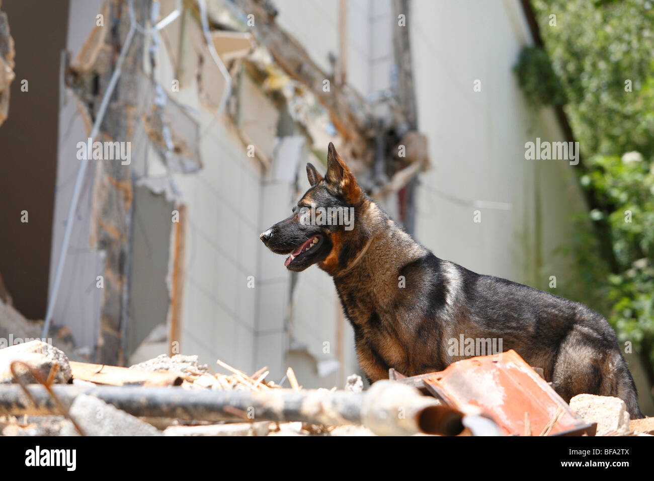 Pastore Tedesco cane (Canis lupus f. familiaris), stando in piedi sui rifiuti di demolizione di un edificio condannato durante la formazione come un Foto Stock
