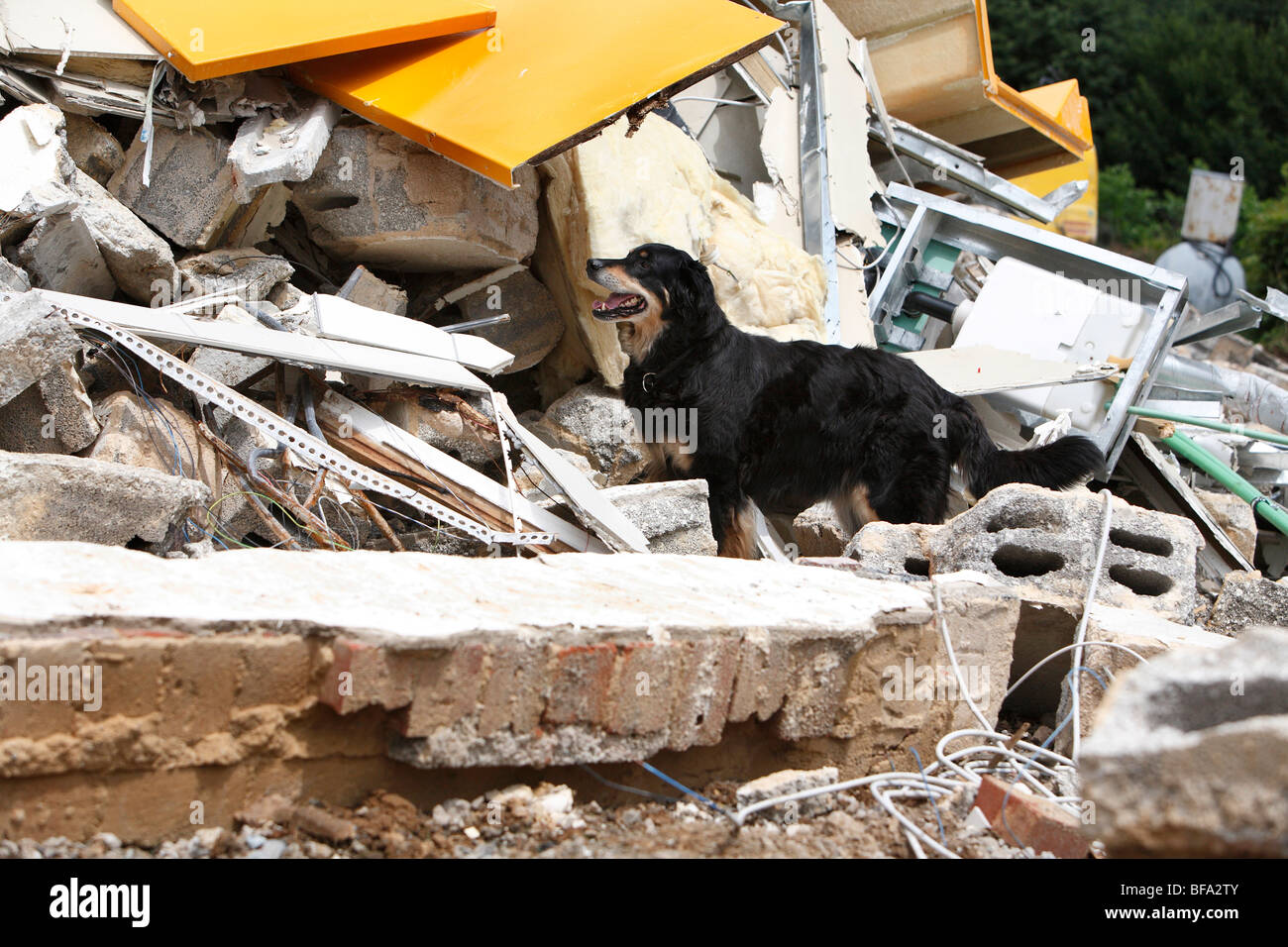 Hovawart (Canis lupus f. familiaris), un animale da un salvataggio unità cane alla ricerca di persone perse in un heap di costruzione Foto Stock