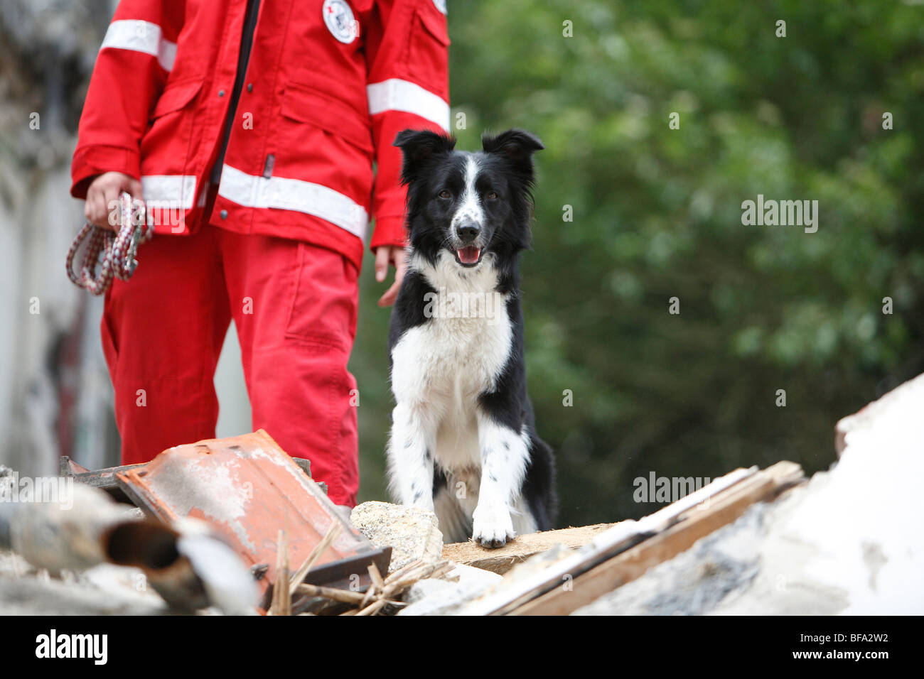 Razza cane (Canis lupus f. familiaris), Collie-Terrier-Mix, cane di soccorso alla ricerca di persone perse in un heap di costruire Foto Stock