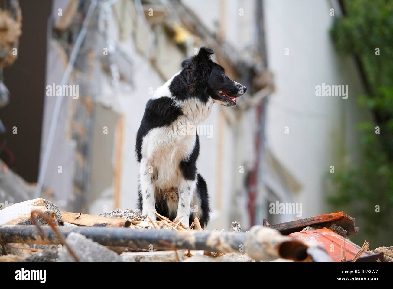 Razza cane (Canis lupus f. familiaris), un animale da un salvataggio unità cane alla ricerca di persone perse in un heap di constr Foto Stock