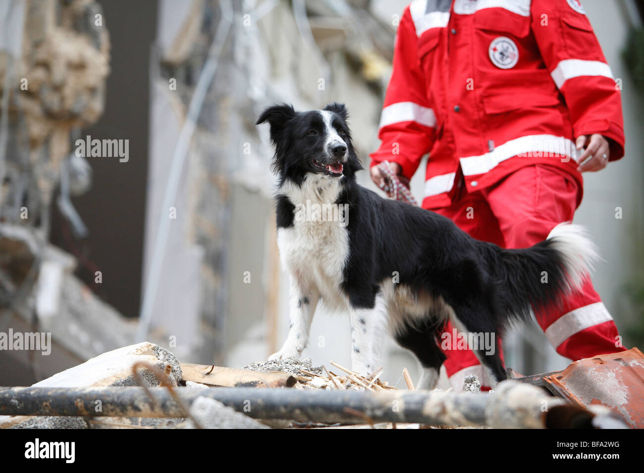 Razza cane (Canis lupus f. familiaris), Collie-Terrier-Mix, cane di soccorso alla ricerca di persone perse in un heap di costruire Foto Stock