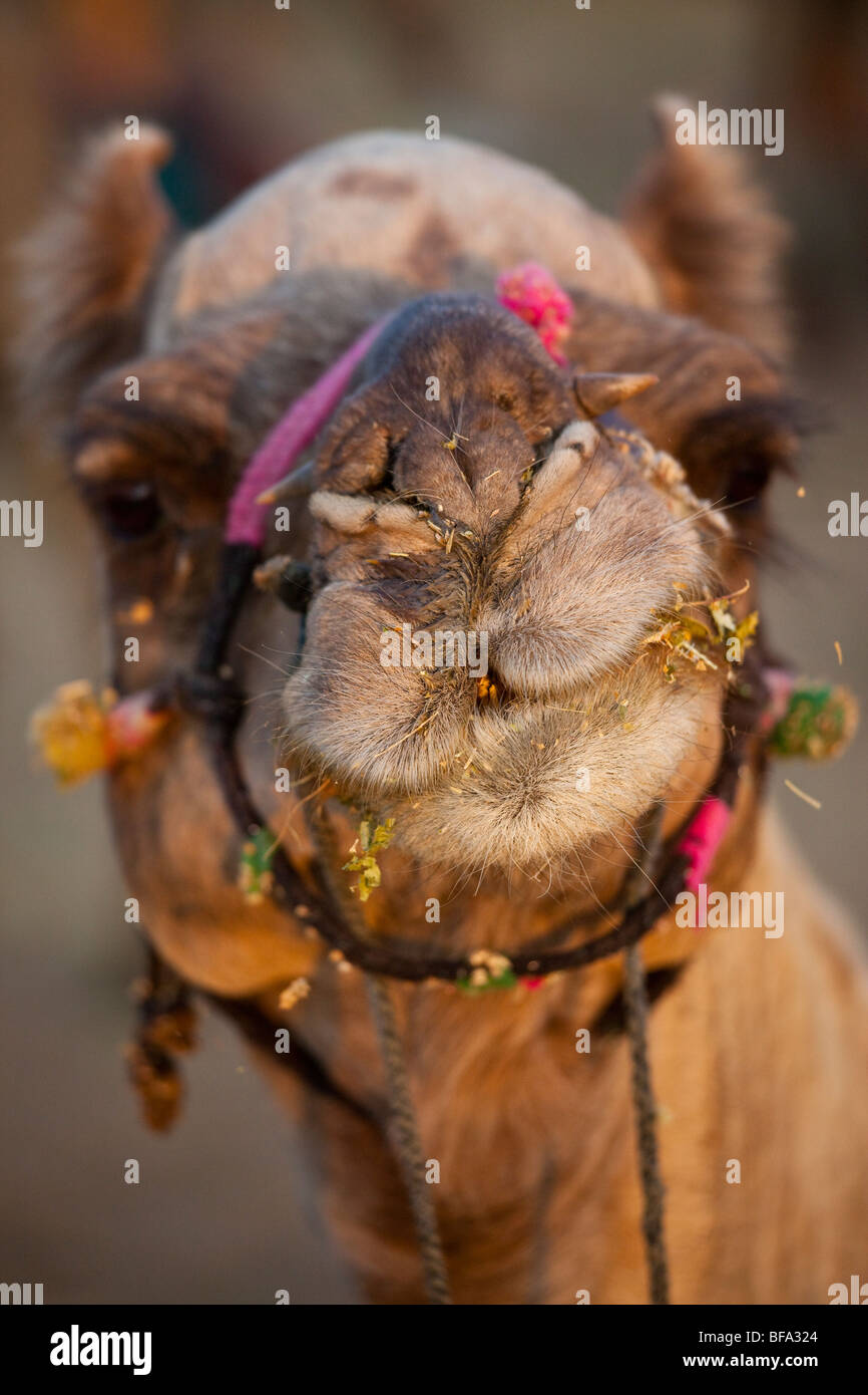 Camel masticare feed presso la Fiera di cammelli in Puskar India Foto Stock