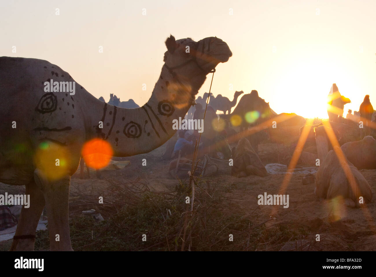Sunrise al Camel Fair Puskar in India Foto Stock
