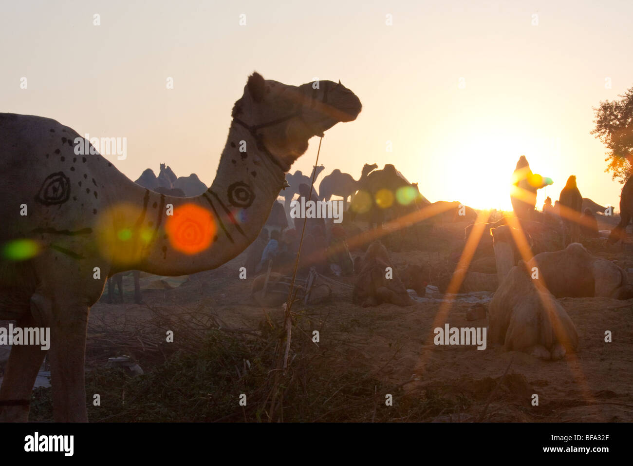 Sunrise al Camel Fair Puskar in India Foto Stock