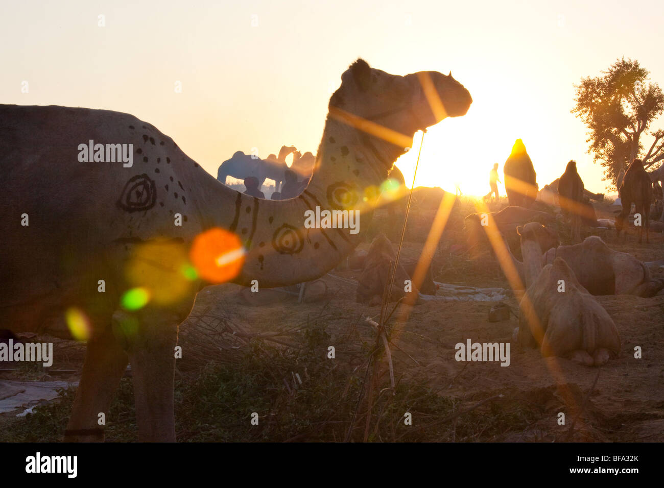 Sunrise al Camel Fair Puskar in India Foto Stock