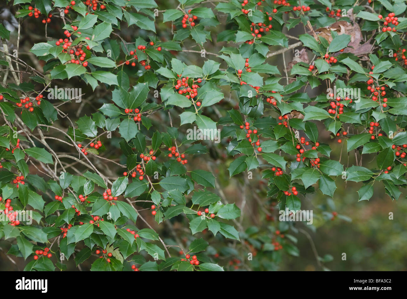 American Holly (Ilex opaca), bacche, Raleigh, North Carolina, STATI UNITI D'AMERICA Foto Stock