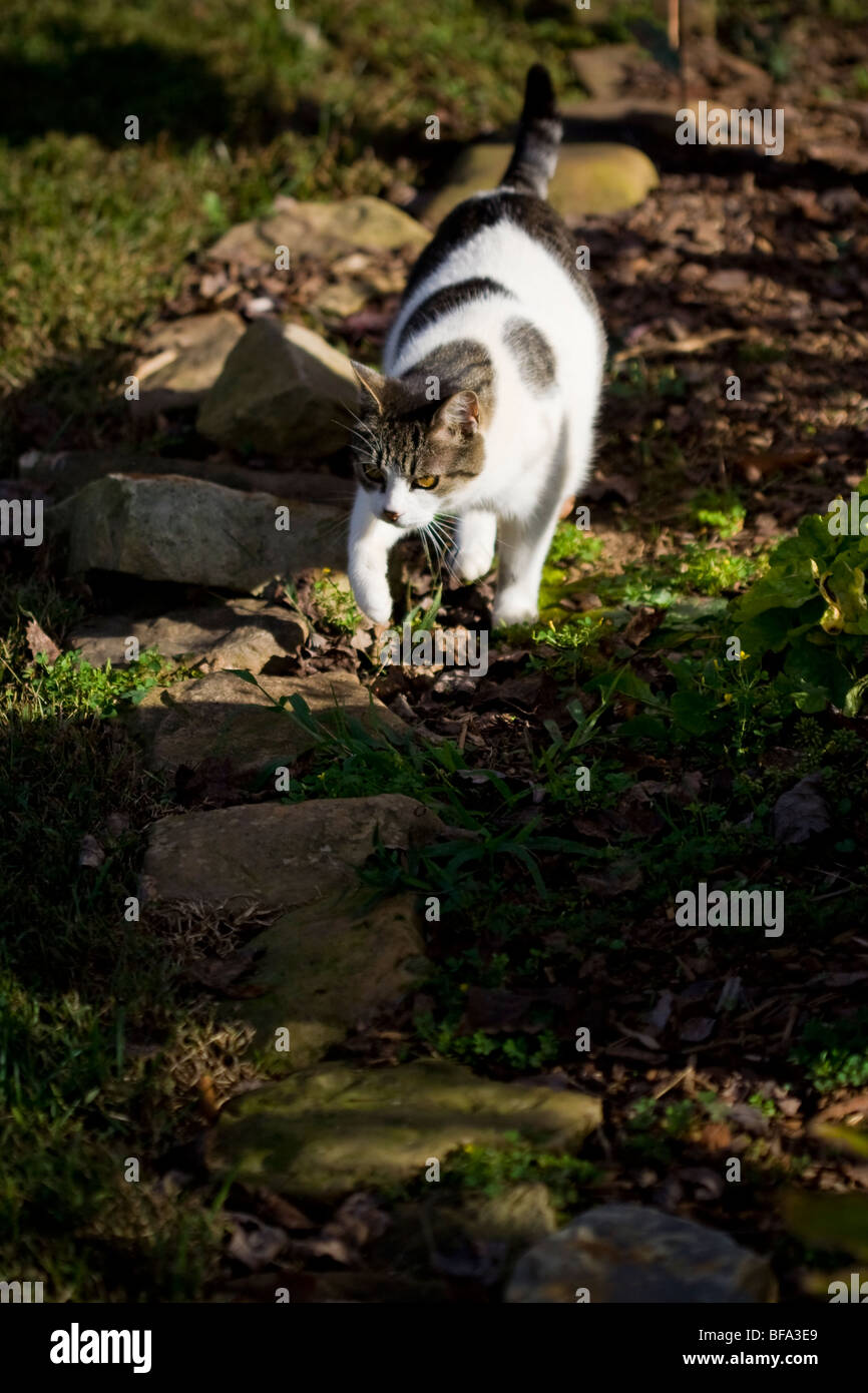 Un tabby spotted cat stalking attraverso un giardino di sera. Foto Stock