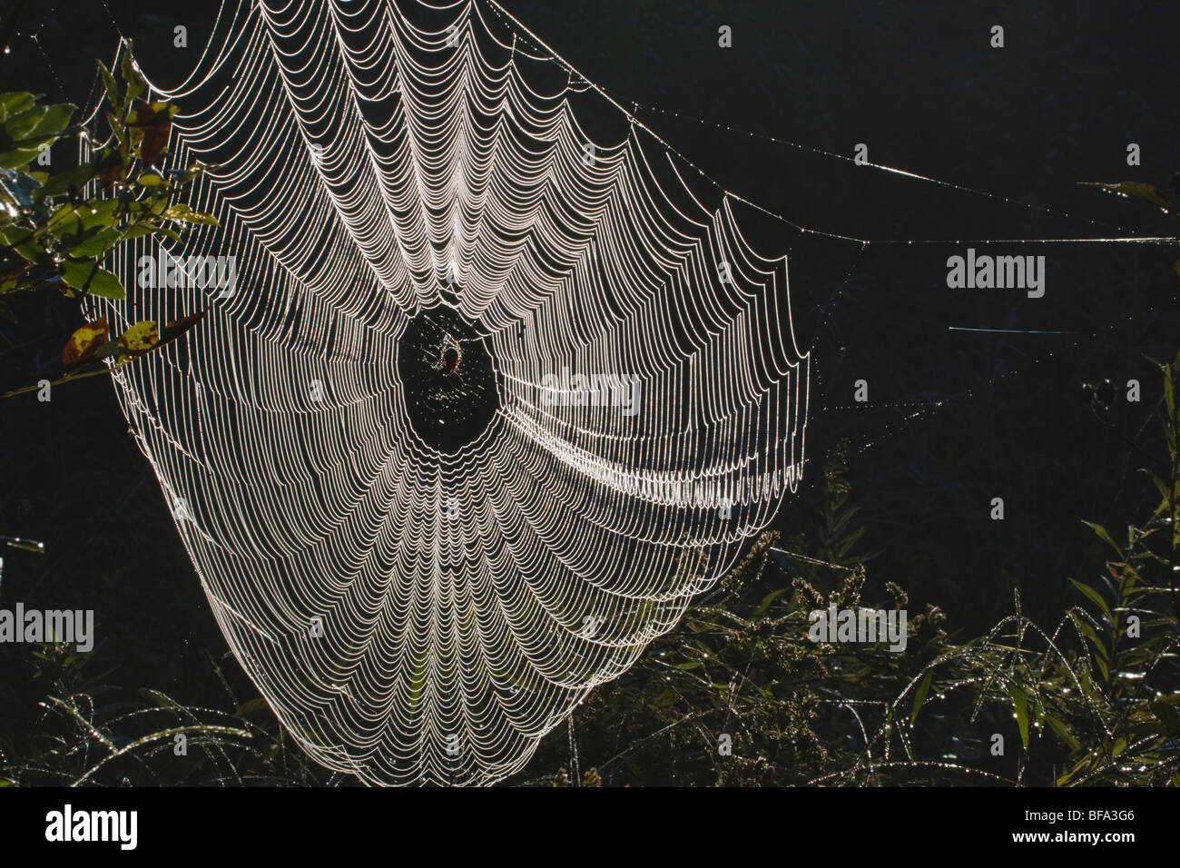 Spider Web coperto di rugiada, Lillington, North Carolina, STATI UNITI D'AMERICA Foto Stock