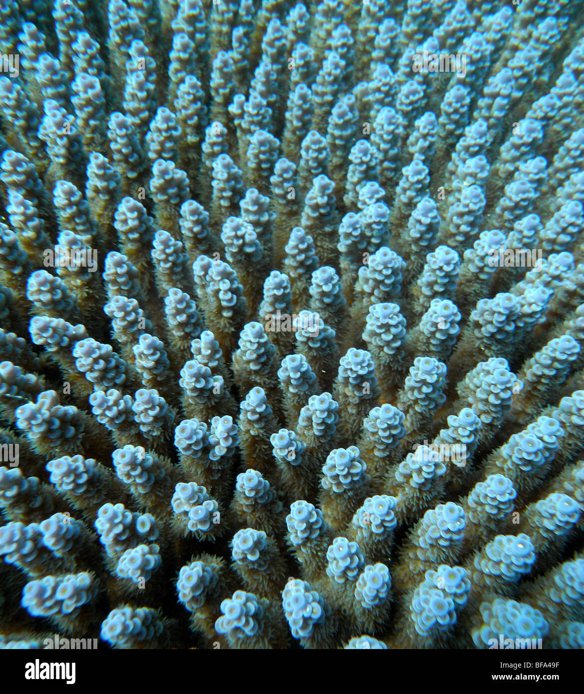 Blu coral Acropora dettaglio Foto Stock