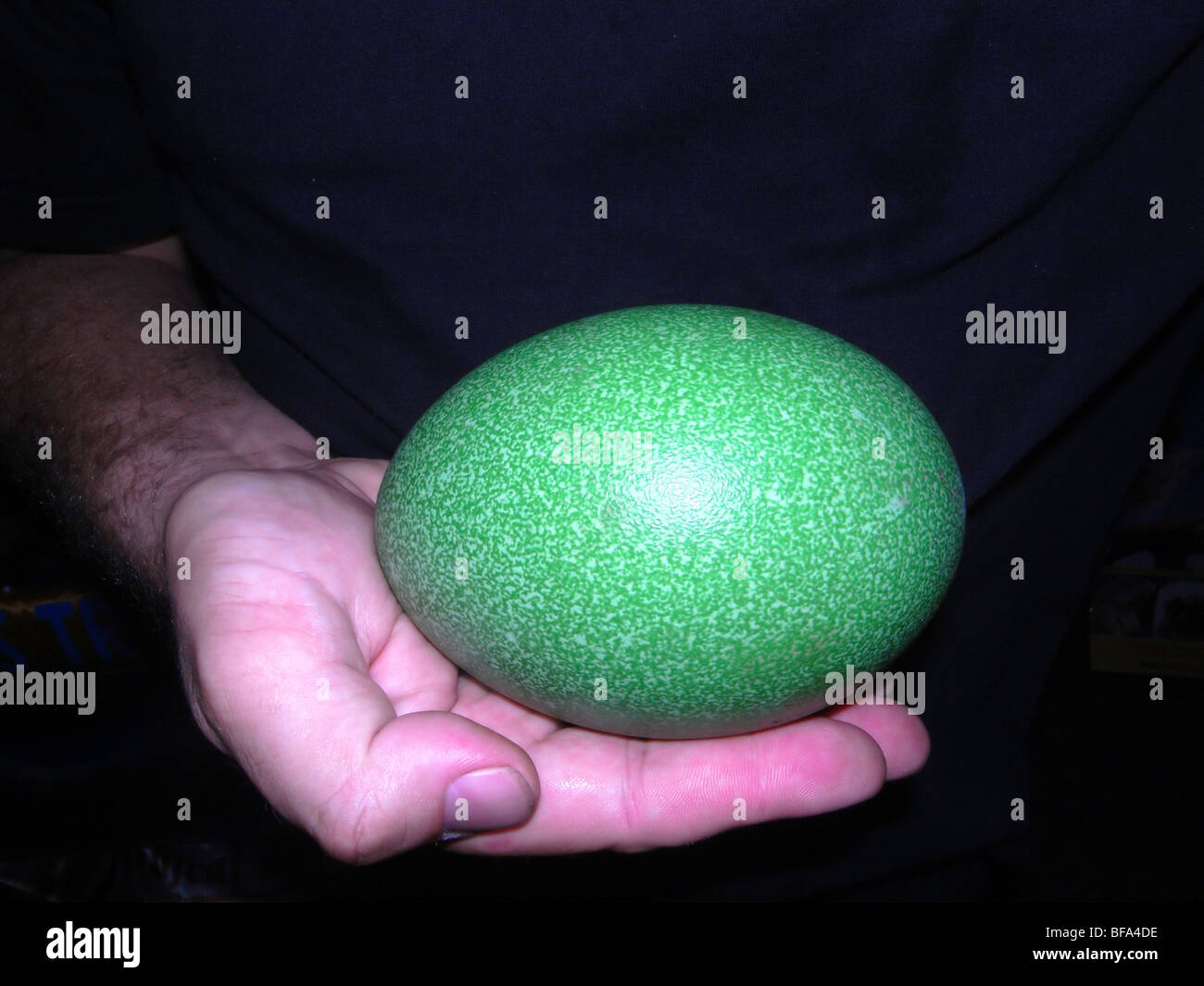 Mano azienda casuario meridionale uovo Foto Stock