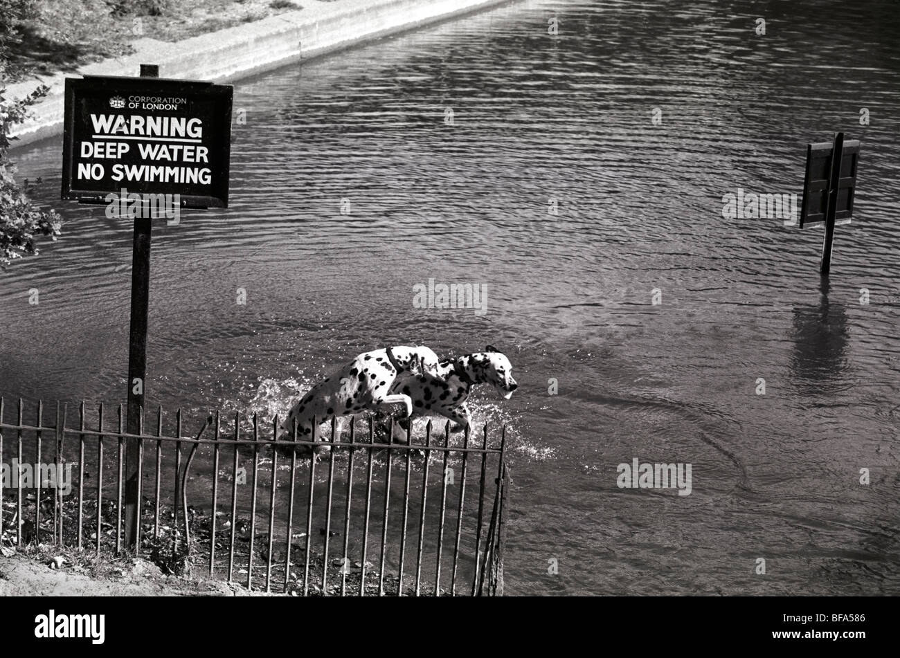 Due alte brioso cani dalmata nuotare in un stagno su Hampstead Heath Londra Foto Stock