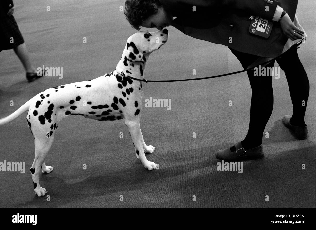 Cani dalmata presso il Crufts Dog Show Foto Stock