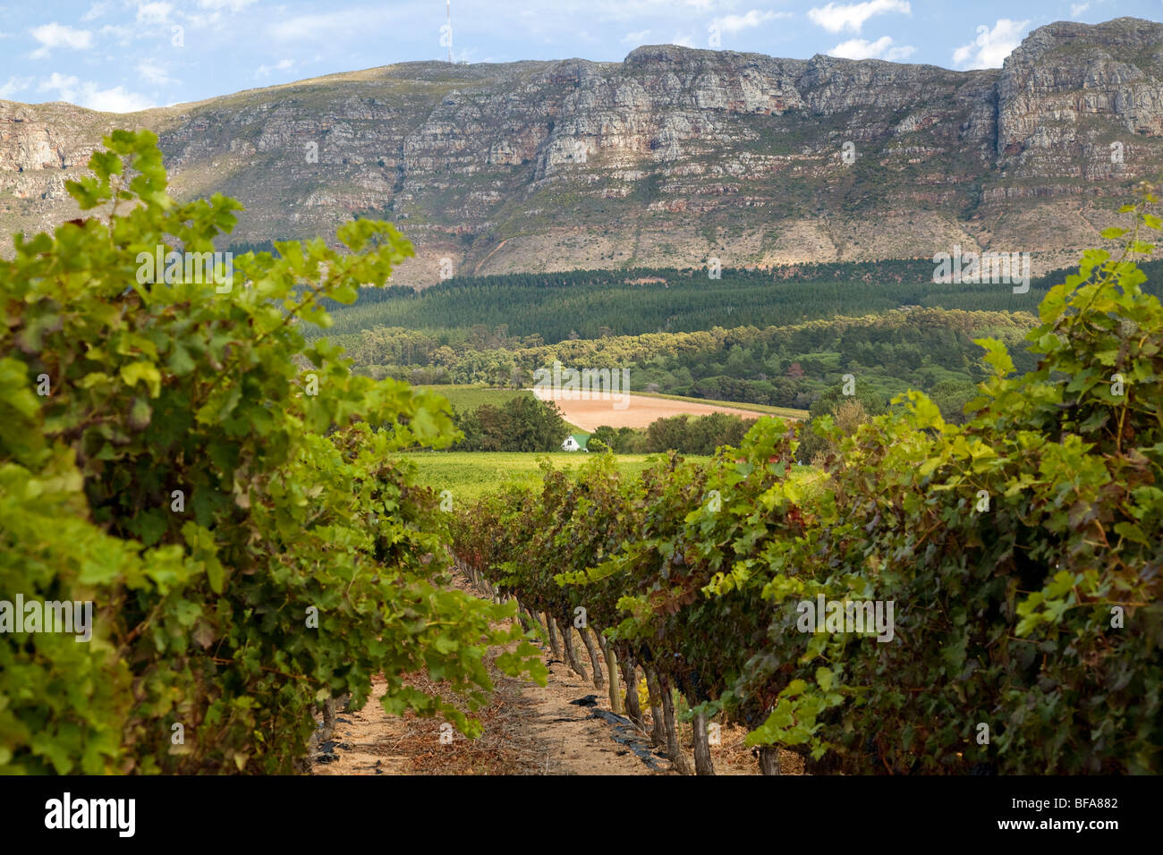 Scena da Constantia, la regione viticola vicino a Città del Capo, Sud Africa Foto Stock