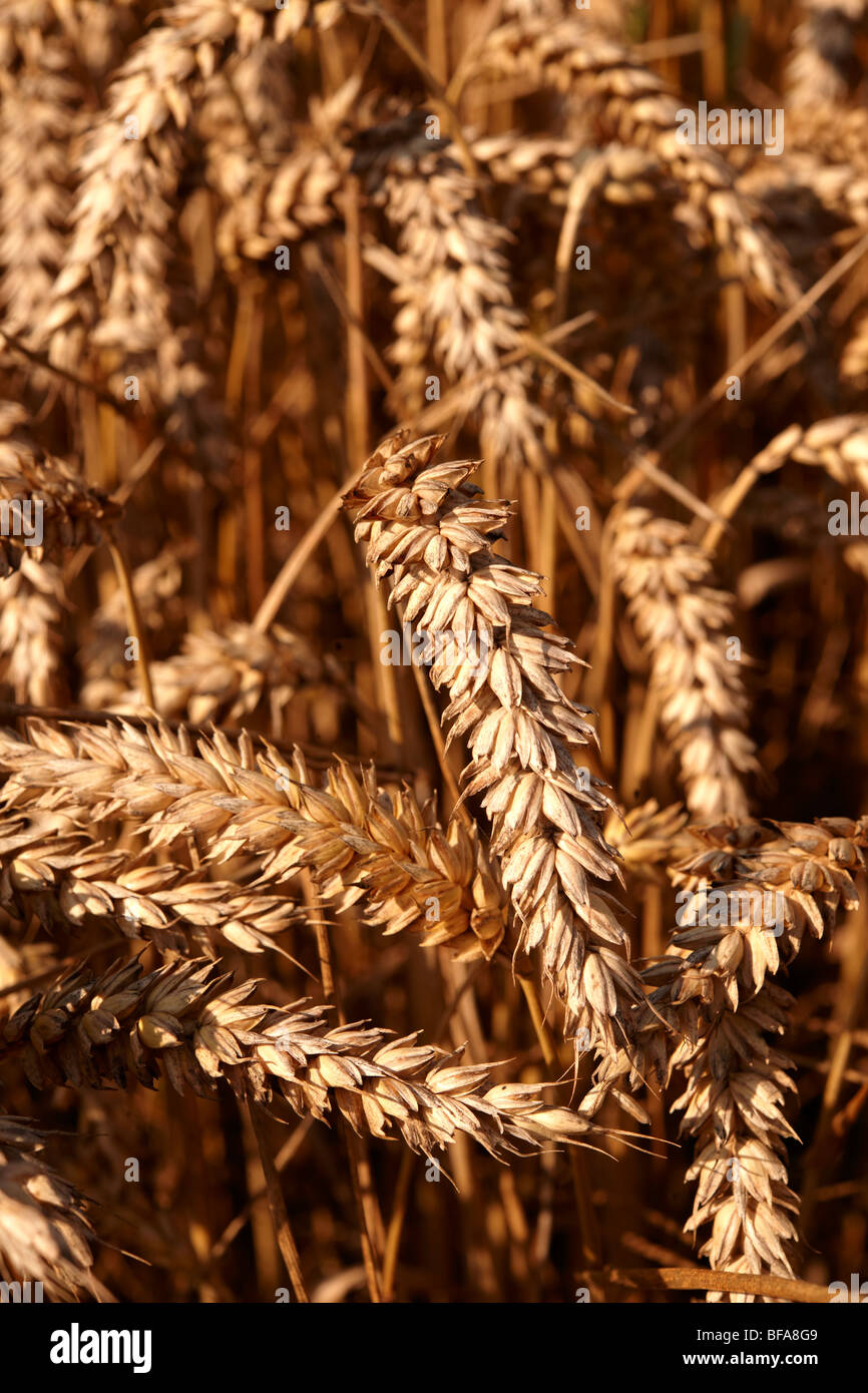 Campo di grano pronto per la mietitura Foto Stock