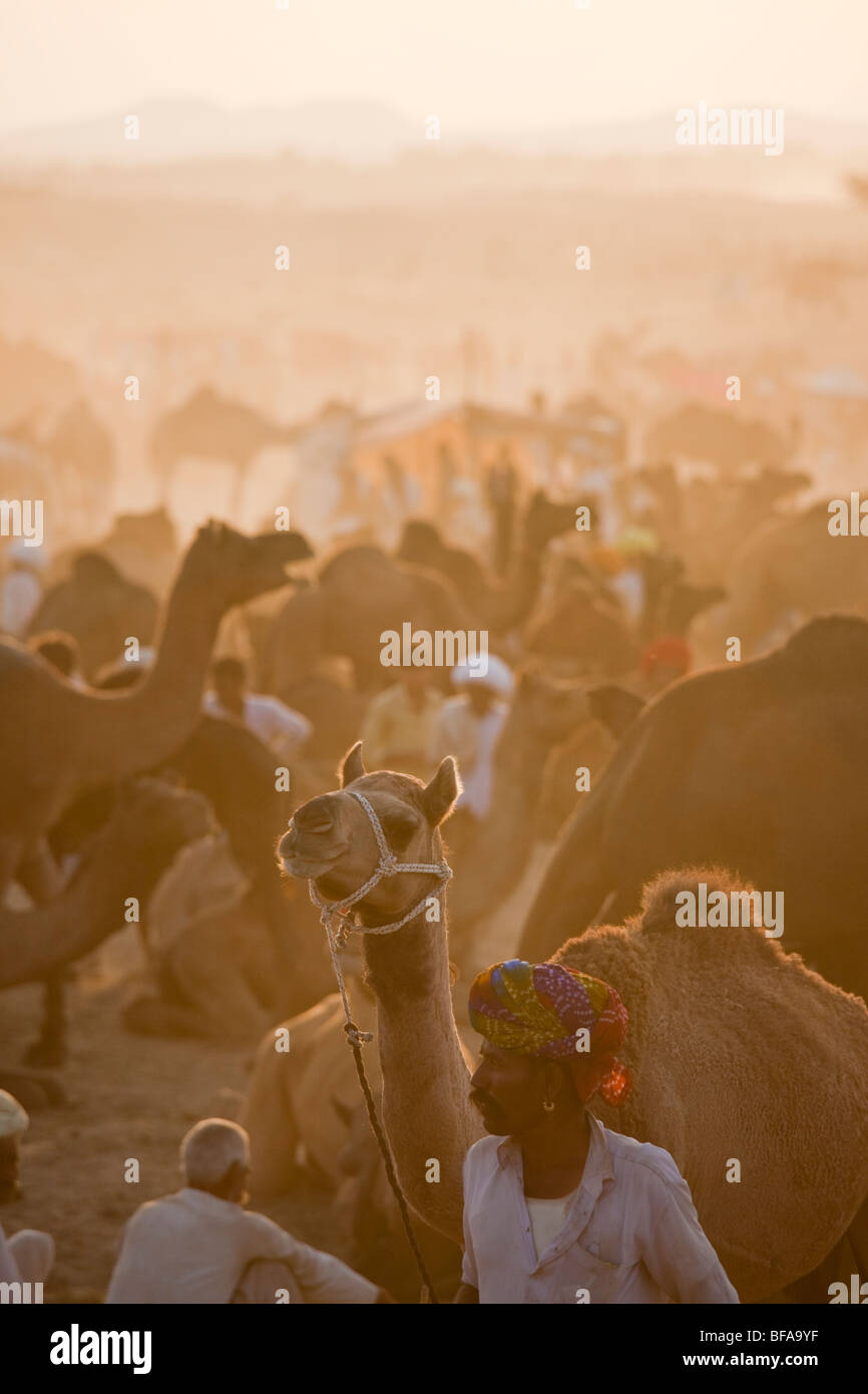 Cammelli al Camel Fair in Pushkar India Foto Stock