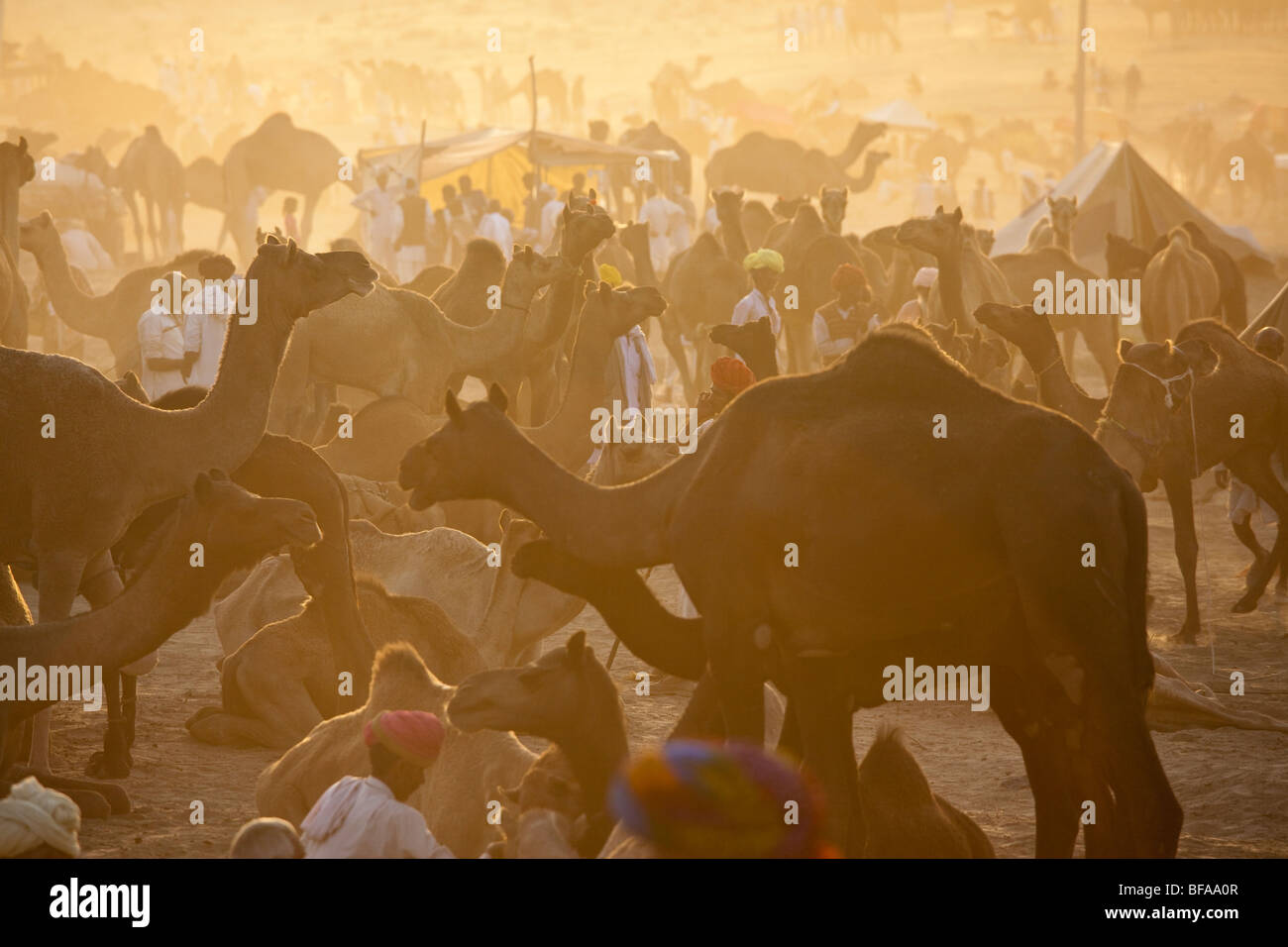 Cammelli al Camel Fair in Pushkar India Foto Stock