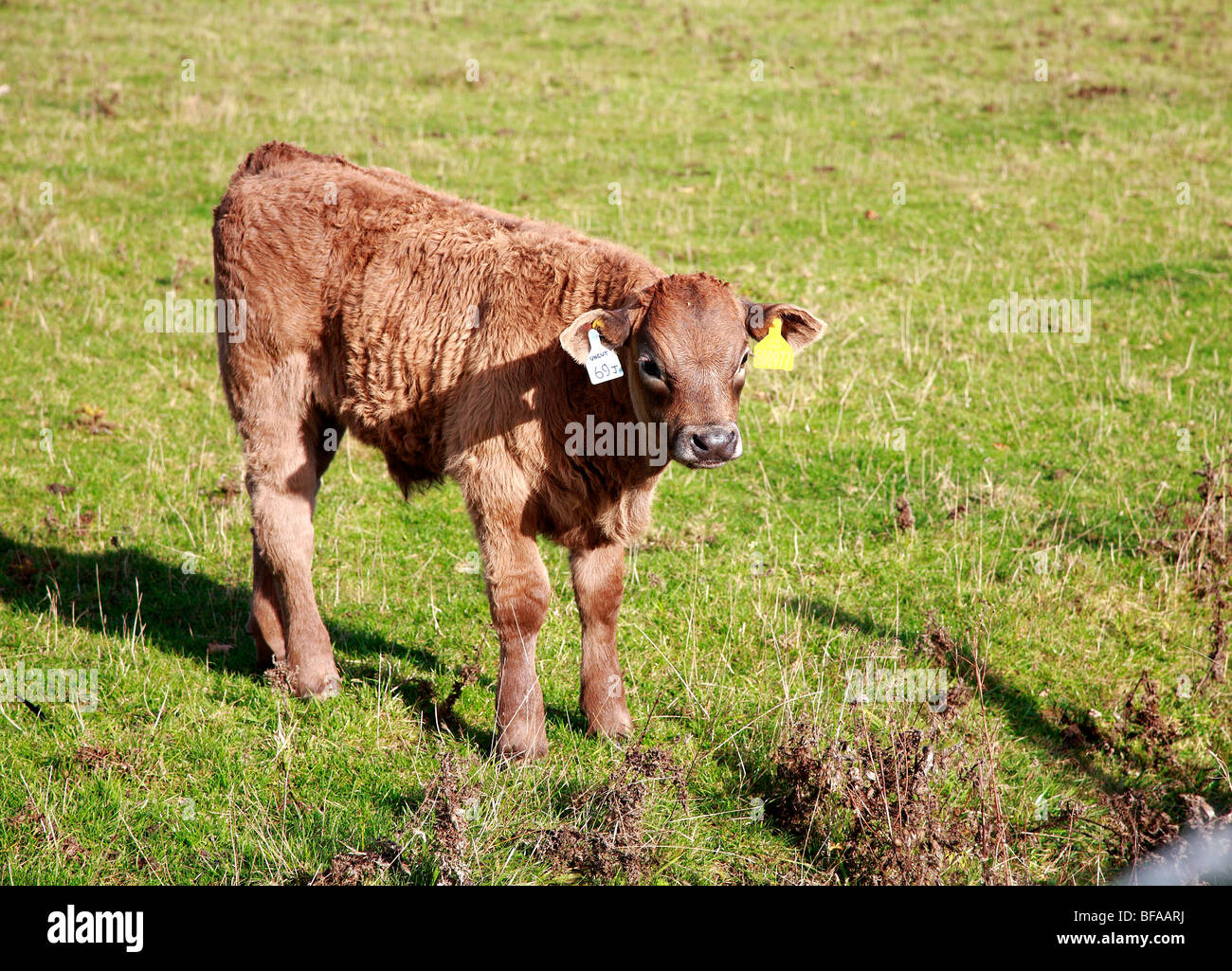 Un giovane vitello con marchi auricolari Foto Stock