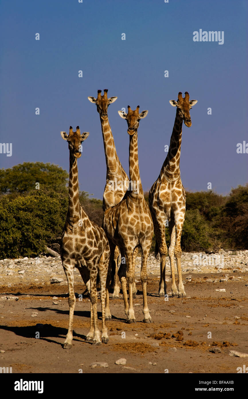Le giraffe permanente al Chudop Waterhole, il Parco Nazionale di Etosha, Namibia Foto Stock