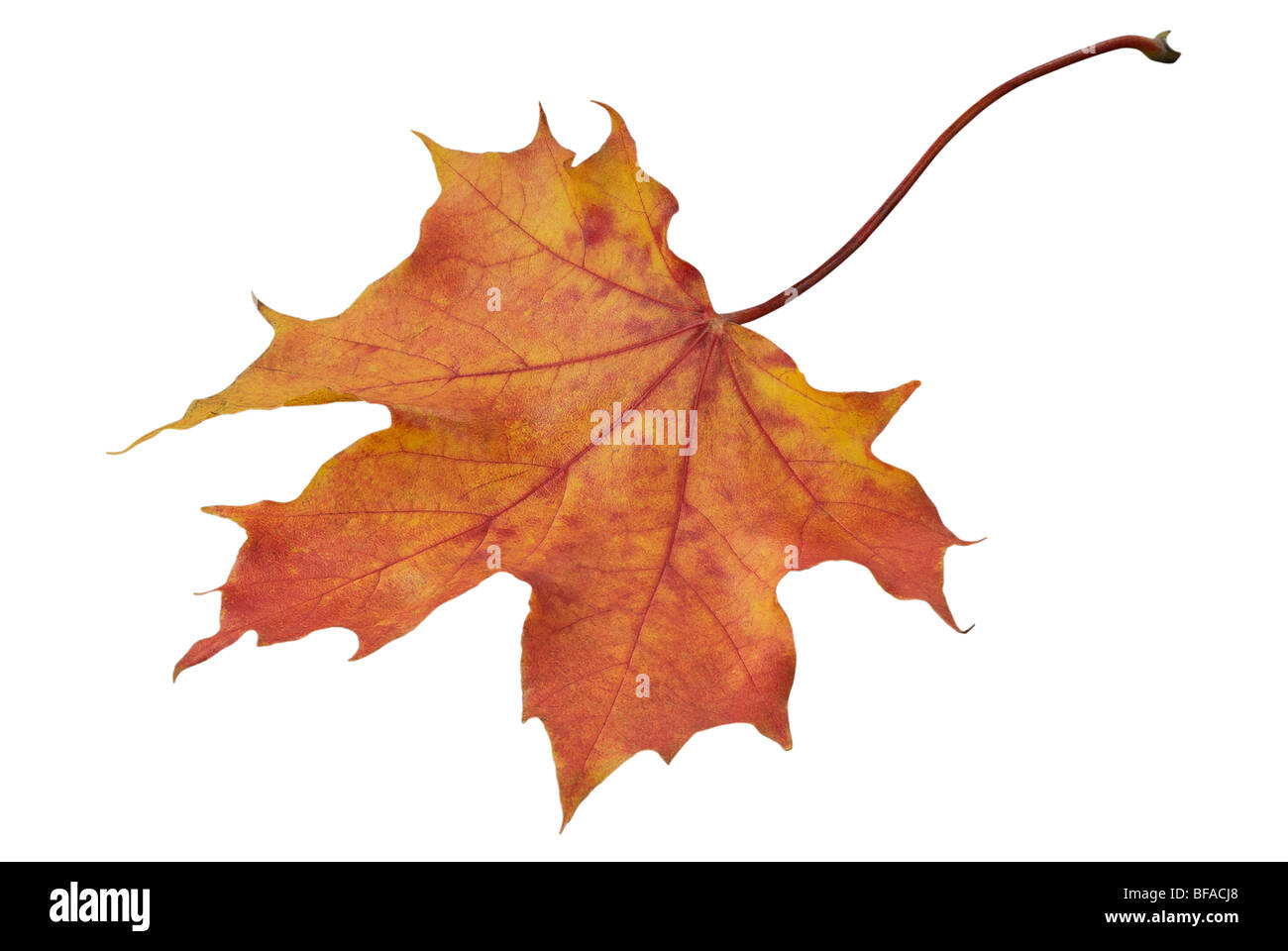 Autunno maple leaf su uno sfondo bianco senza ombre Foto Stock