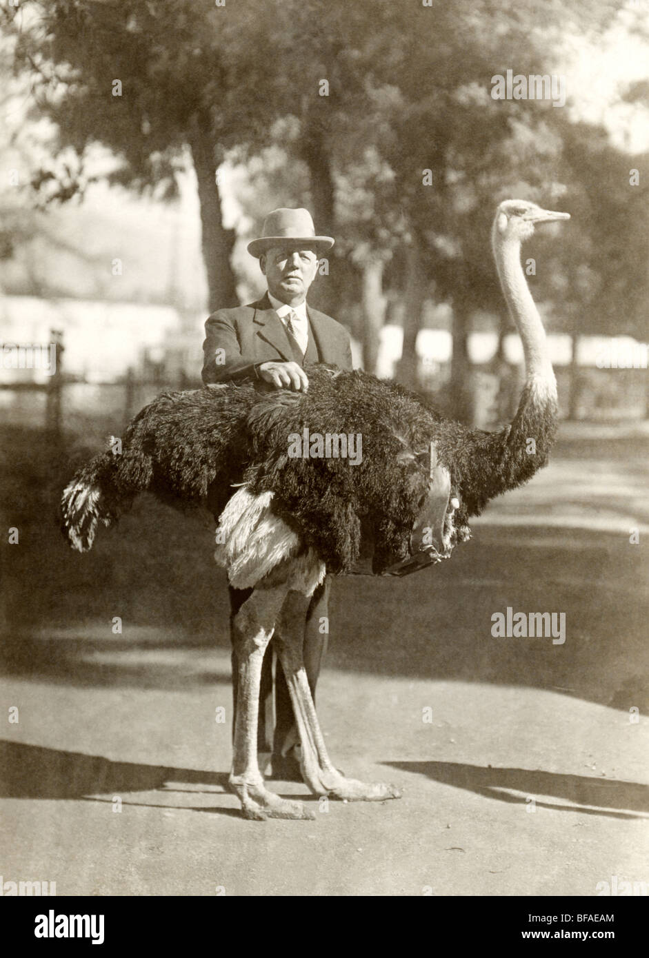 Uomo di mezza età che posano con Ostrich Foto Stock
