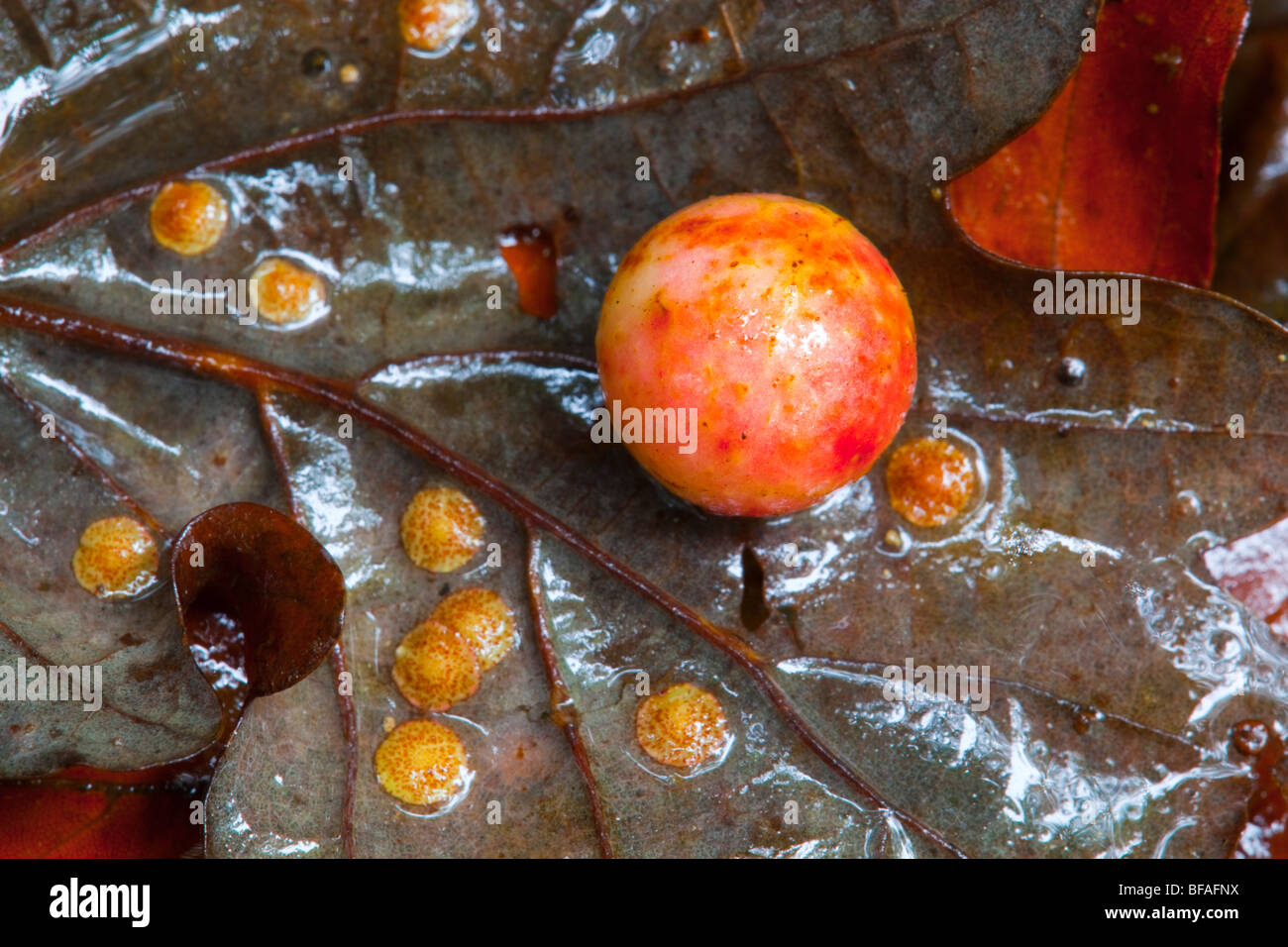 Spangle Galli causato da Neuroterus quercusbaccarum e ciliegia Gall causata da Cynips quercusfolii vespe Foto Stock