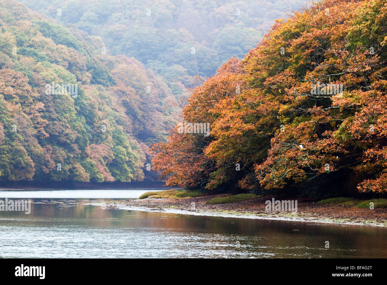 Boschi Kilminorth; fiume Looe; Cornovaglia; autunno Foto Stock