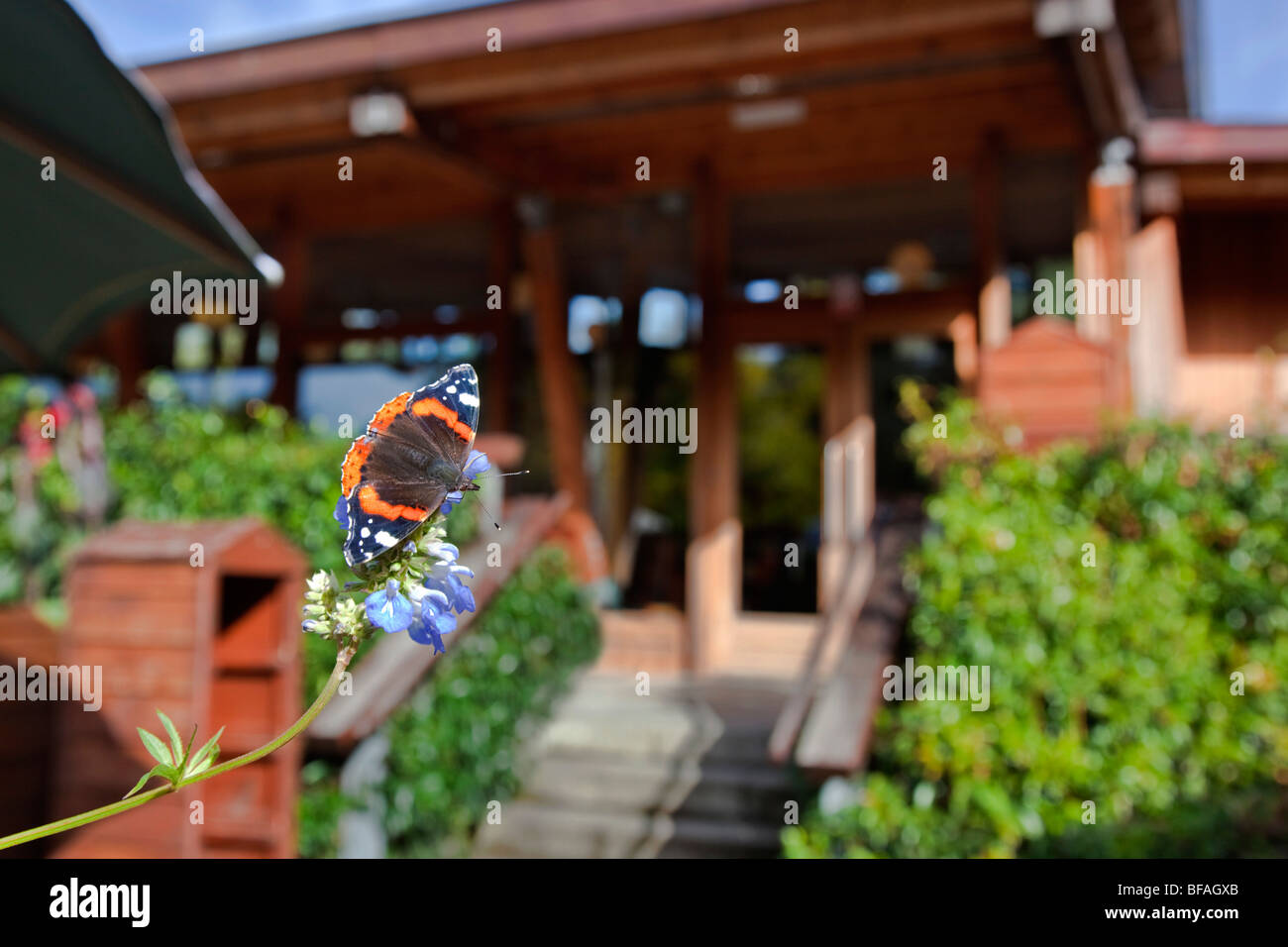 Red Admiral butterfly a Trebah giardino; Cornovaglia Foto Stock