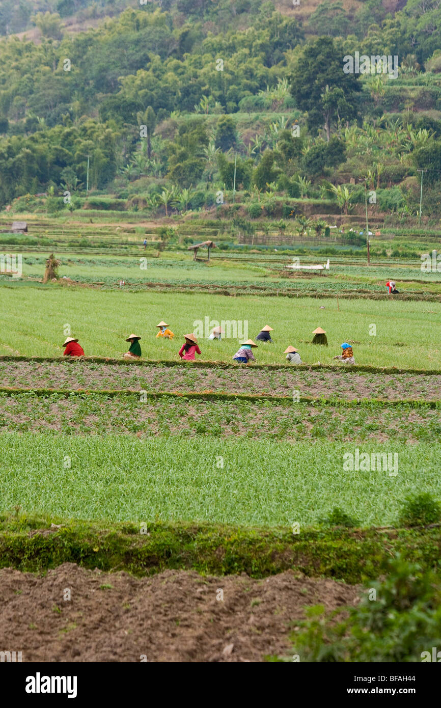 Donne agricoltura sull Isola di Lombok in Indonesia Foto Stock