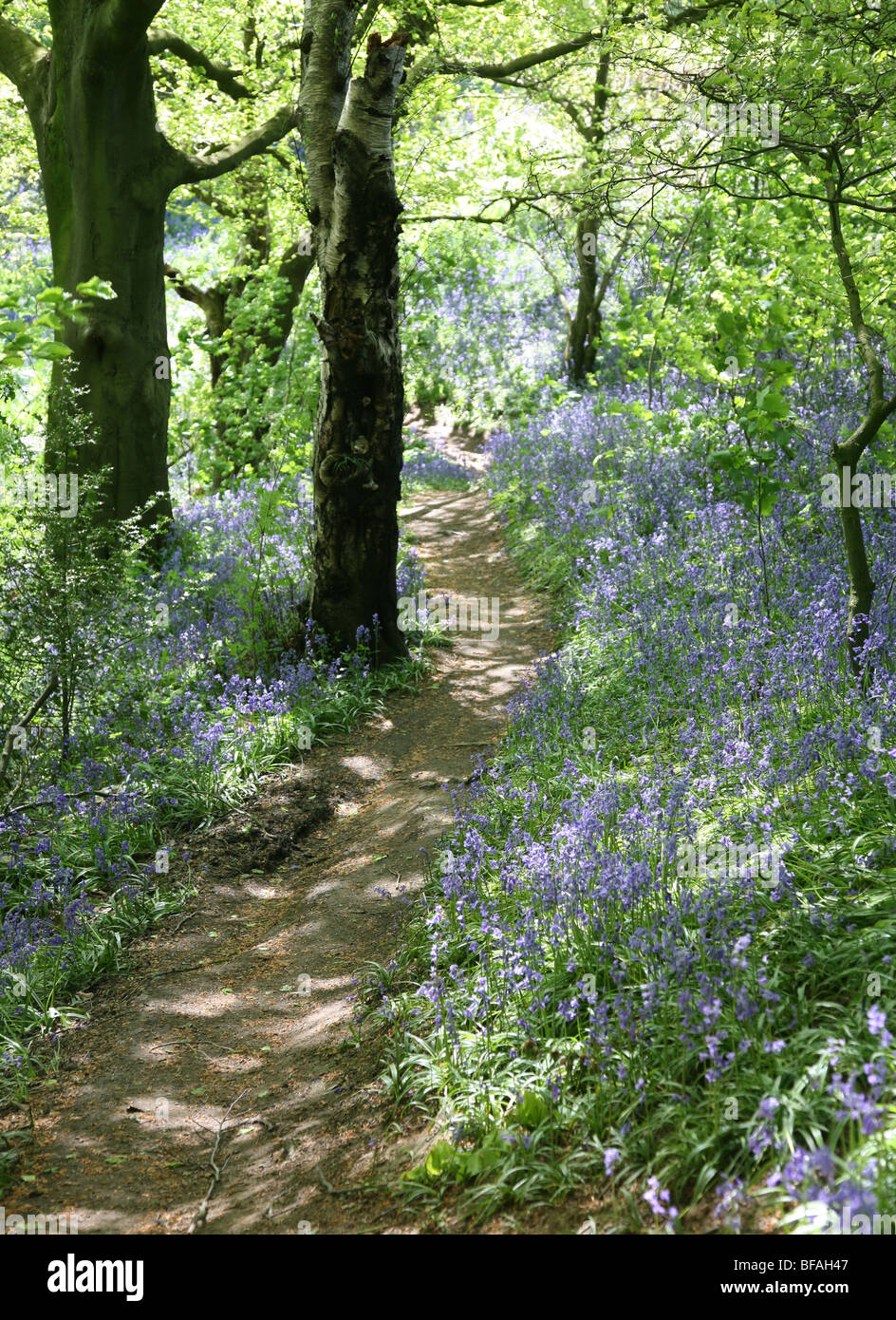 Un sentiero attraverso un inglese Bluebell wood nella primavera del tempo con le foglie degli alberi appena venuta fuori Foto Stock