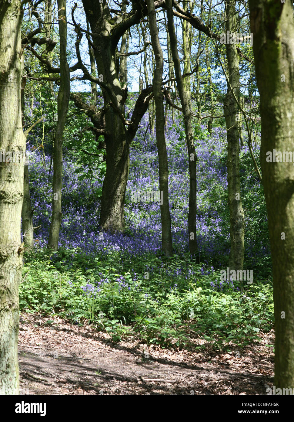 Un sentiero attraverso un bosco inglese Bluebell in primavera con le foglie sugli alberi appena uscenti, Inghilterra, Regno Unito Foto Stock