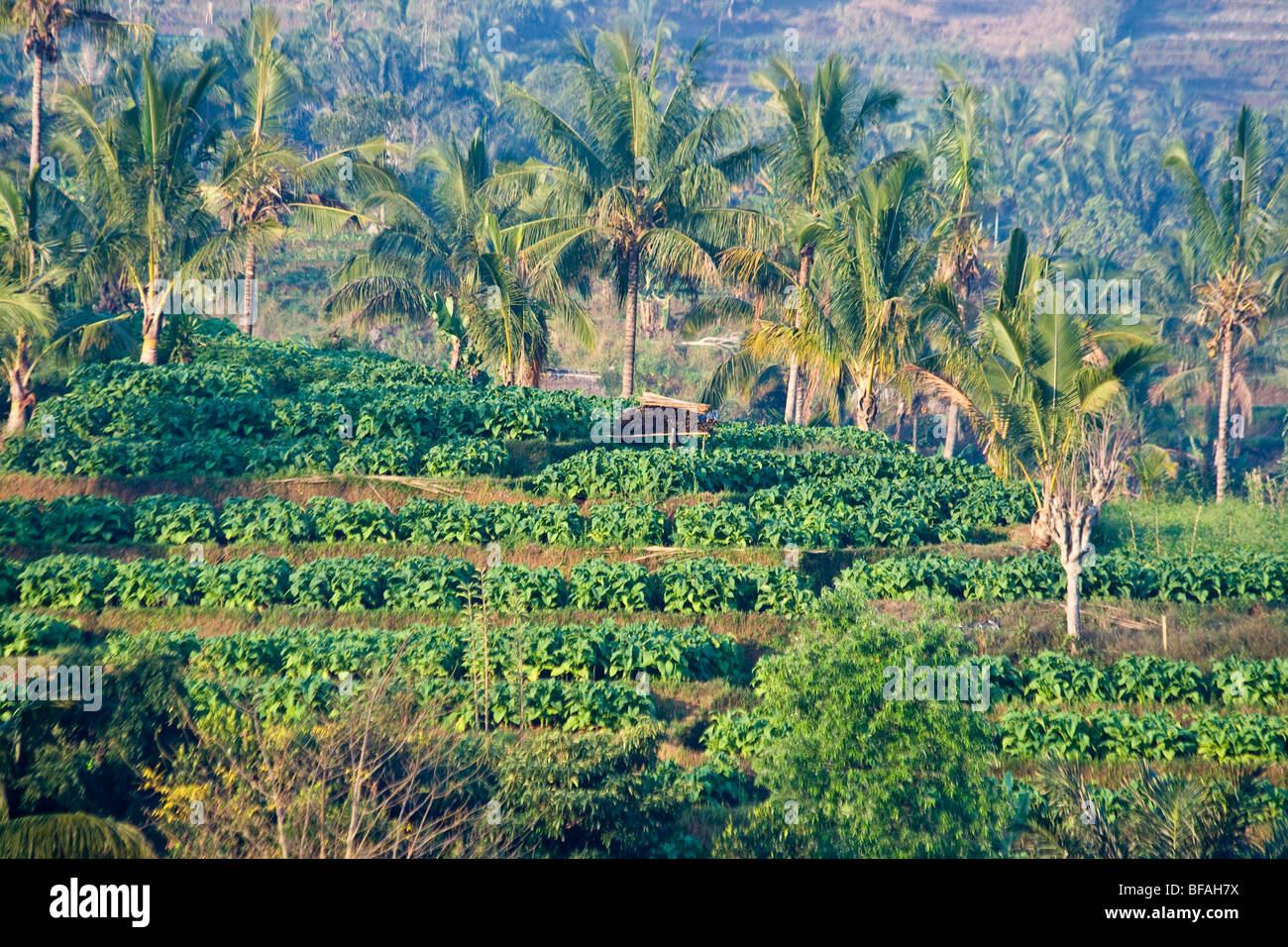 Campi di Tabacco a Nusa Tenggara sull Isola di Lombok in Indonesia Foto Stock