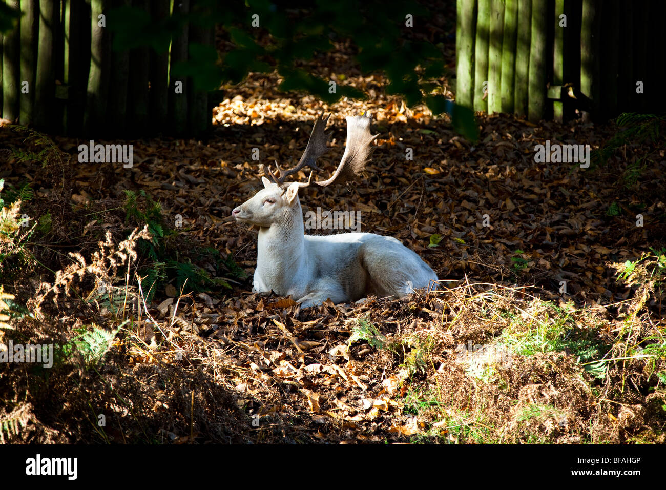 Un cervo bianco seduto nel bosco Foto Stock