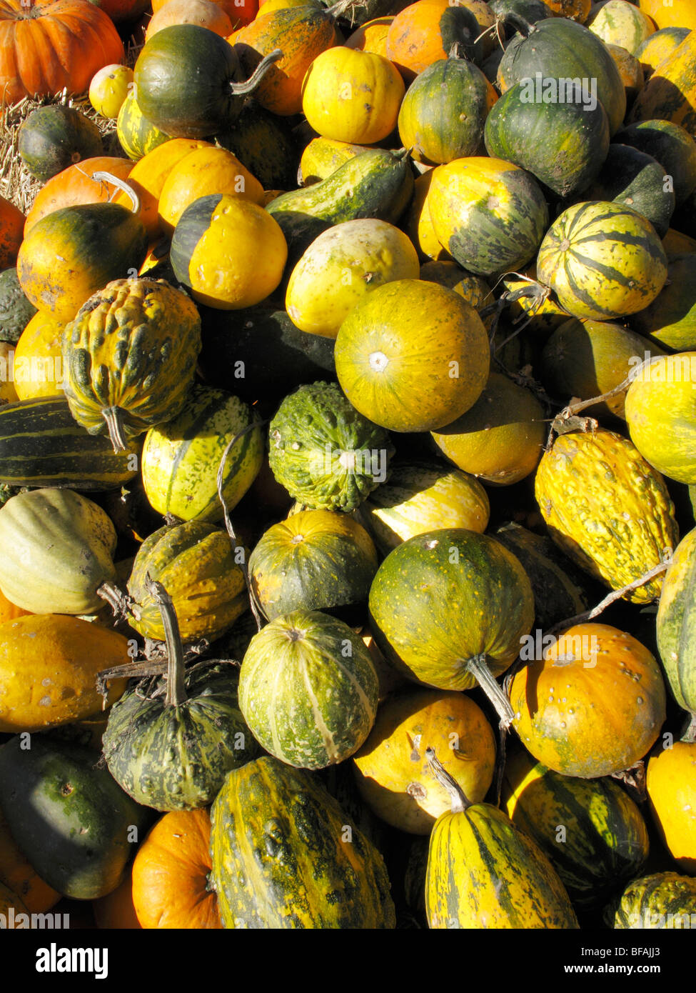 Zucca ornamentale (Cucurbita pepo convar. microcarpina), diversi tipi di frutta Foto Stock