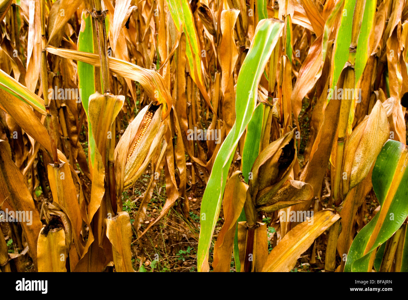 Campo di mais - a sud ovest della Francia, Europa Foto Stock