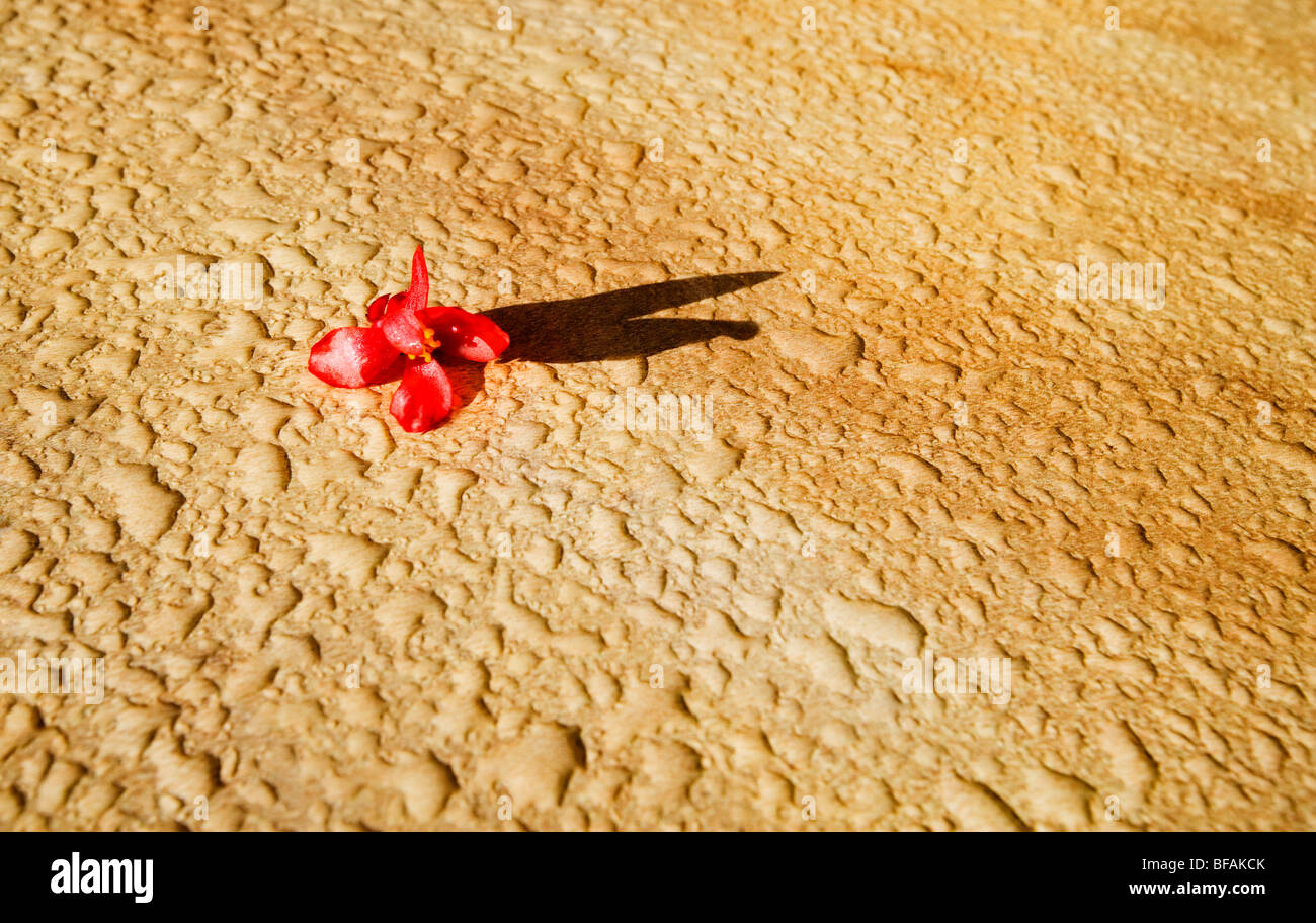 Fiore morto sul tavolo umido -Montignac, Dordogne, a sud ovest della Francia, Europa Foto Stock
